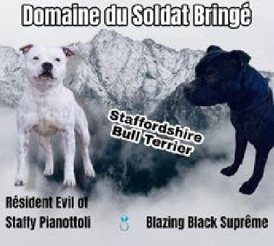 Du Domaine Du Soldat Bringe - Staffordshire Bull Terrier - Portée née le 17/02/2023