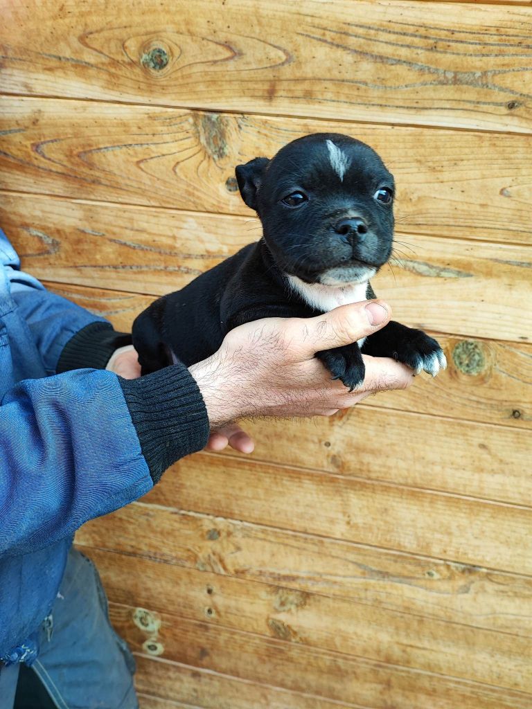 Du Domaine Du Soldat Bringe - Chiots disponibles - Staffordshire Bull Terrier