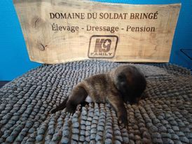 Du Domaine Du Soldat Bringe - Chiots disponibles - Berger hollandais