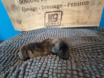 CHIOT 1