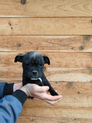 CHIOT 4